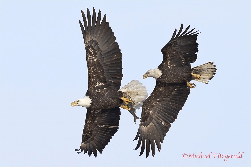 Bald Eagles by Michael Fitzgerald 1