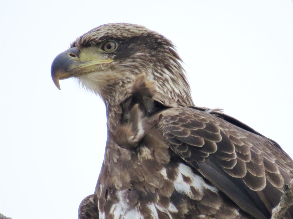 Juvenile Bald Eagle by Connie Zink 2