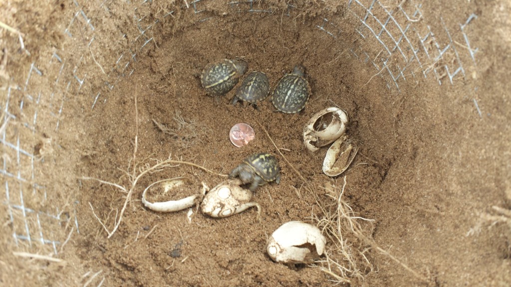 Ornate Box Turtles at Lost Mound Unit
