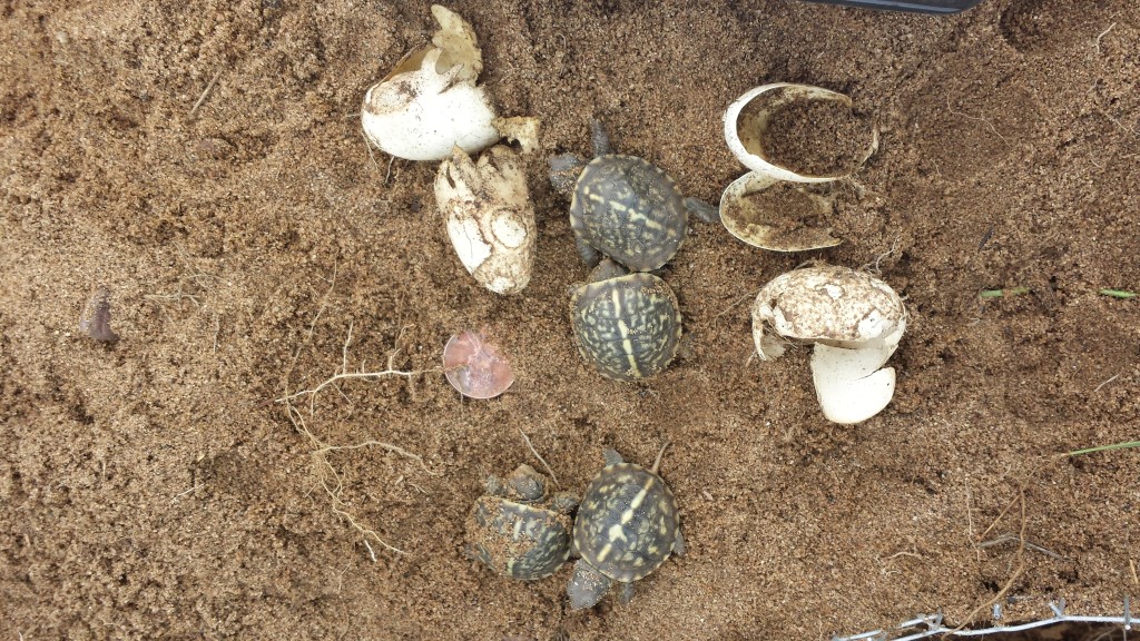 Ornate Box Turtles at Lost Mound Unit