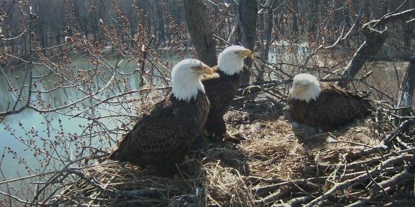 Bald Eagle Nest Cam Stewards Of The Upper Mississippi River Refuge