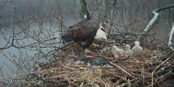 Coot Supper March 24, 2016