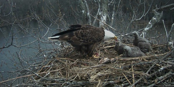 Feeding time April 4, 2016