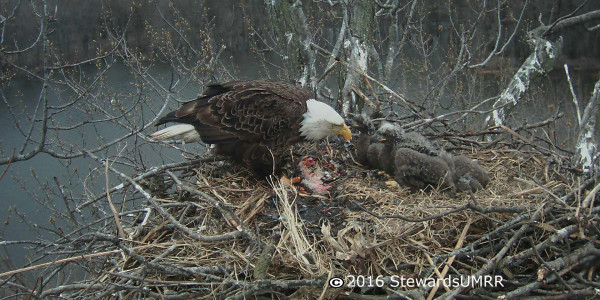 Feeding Time – April 8, 2016