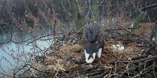 Two chicks March 13, 2016