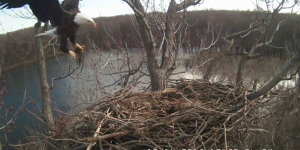 nest building Dec 16, 2015