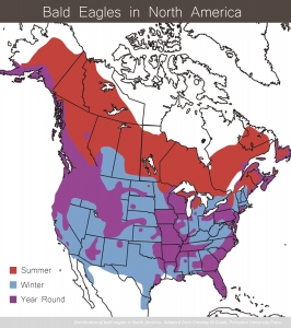 Bald Eagle FAQ | Stewards of the Upper Mississippi River Refuge