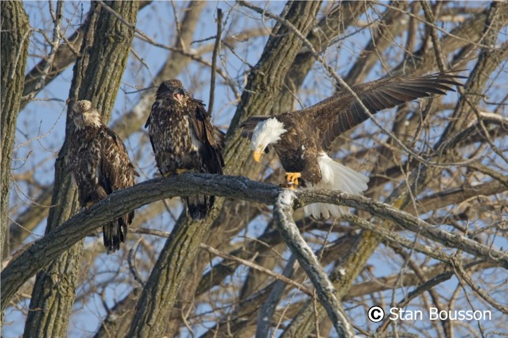 Bald Eagle FAQ | Stewards of the Upper Mississippi River Refuge